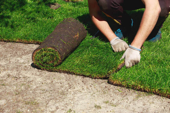 a landscaper laying down some instant turf Ballarat with gloves on